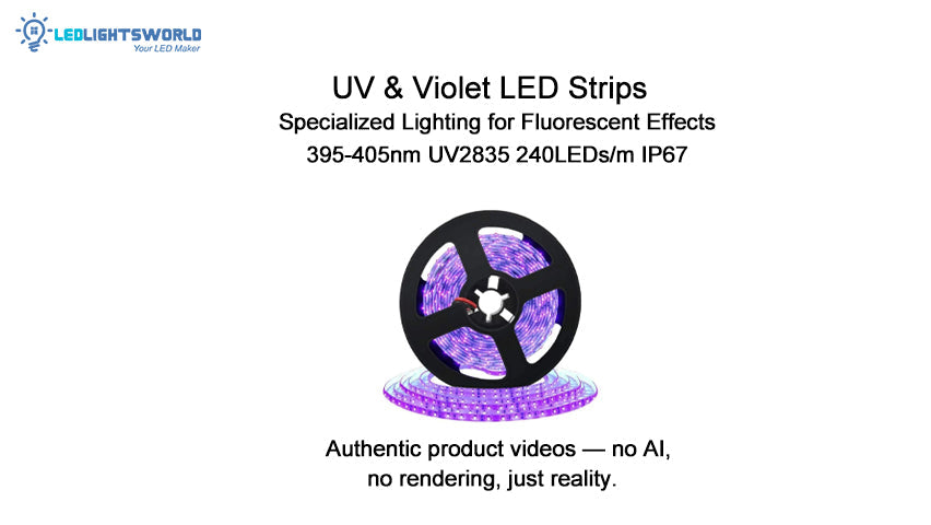 395–405nm UV LED Strip Light 240 LEDs/m IP67 Waterproof Blacklight Demo | LEDLightsWorld