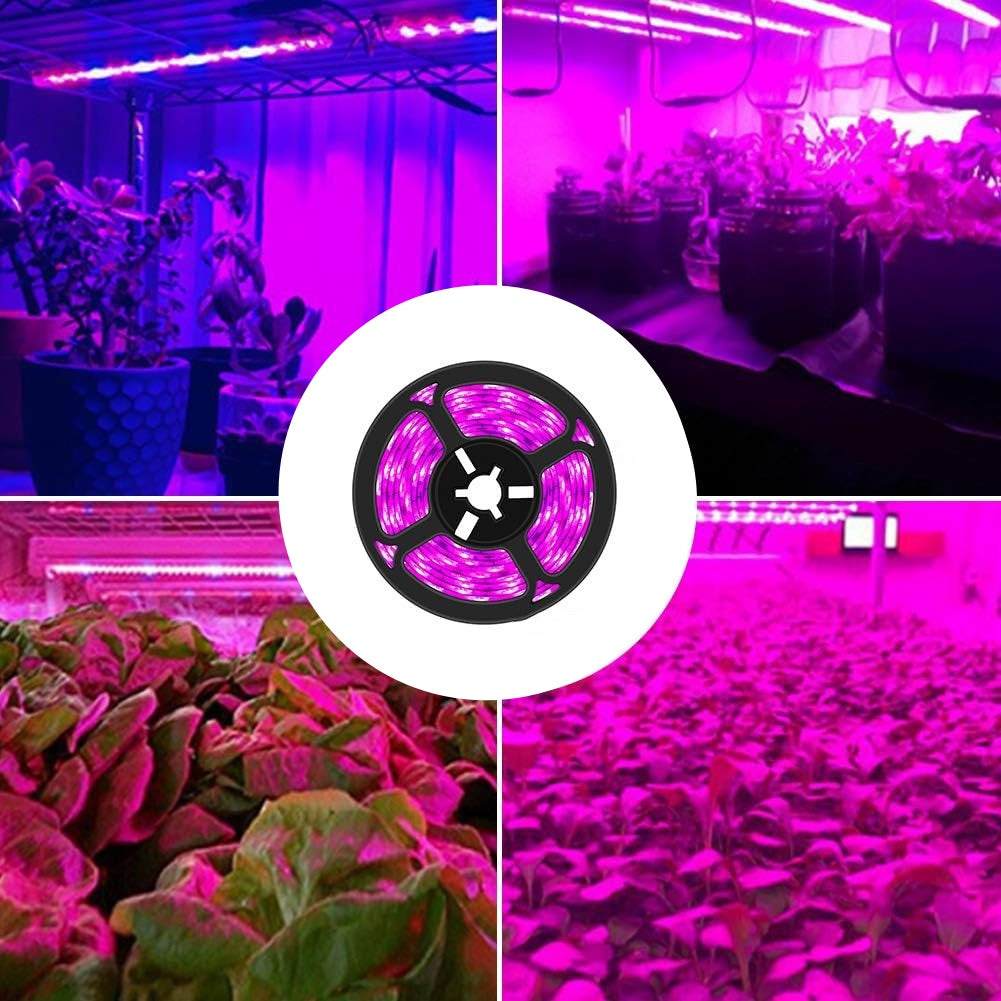 Pflanzenwachstum ROT: BLAU / 660 nm: 460 nm LED-Wachstumslicht SMD5050 60 LEDs 12 V 14,4 W pro Meter Streifen