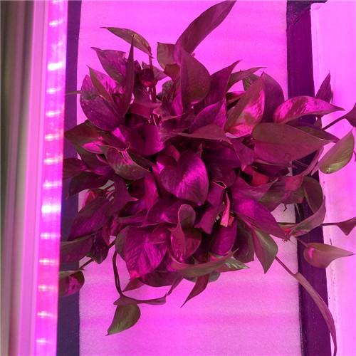 10 Stück 2/3/4 Fuß LED-Röhre T8 Pflanzenlampe Rot/Blau Spektrum (R:B=5:1) Klare Linse für Zimmerpflanzen, Gemüse und Blumen, Hydrokultur-Gewächshaus