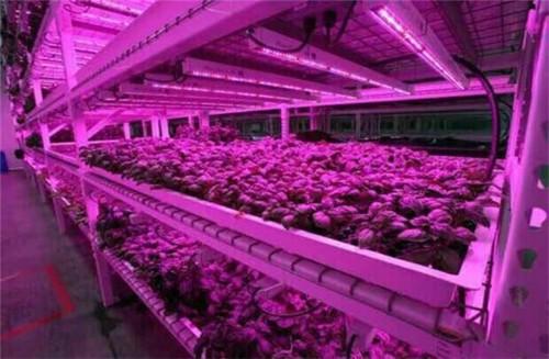 10 Stück 2/3/4 Fuß LED-Röhre T8 Pflanzenlampe Rot/Blau Spektrum (R:B=5:1) Klare Linse für Zimmerpflanzen, Gemüse und Blumen, Hydrokultur-Gewächshaus